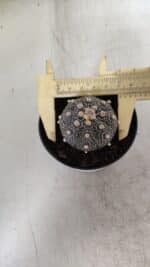 ASTROPHYTUM ASTERIAS “Purple”  Nº 835 – vaso 09 - Imagem 5