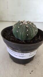 ASTROPHYTUM ASTERIAS STAR SHAPE Nº 366 – vaso 11 - Imagem 2