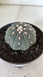 ASTROPHYTUM ASTERIAS STAR SHAPE Nº 366 – vaso 11 - Imagem 8