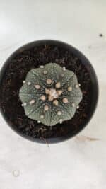 ASTROPHYTUM ASTERIAS STAR SHAPE Nº 366 – vaso 11 - Imagem 3