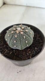 ASTROPHYTUM ASTERIAS STAR SHAPE Nº 366 – vaso 11 - Imagem 7