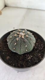 ASTROPHYTUM ASTERIAS STAR SHAPE Nº 366 – vaso 11 - Imagem 6