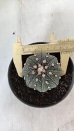 ASTROPHYTUM ASTERIAS STAR SHAPE Nº 366 – vaso 11 - Imagem 5
