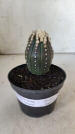 ASTROPHYTUM ASTERIAS “Purple”   Nº 654 – vaso 11 - Imagem 2