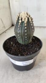 ASTROPHYTUM ASTERIAS “Purple”   Nº 654 – vaso 11 - Imagem 10