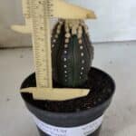 ASTROPHYTUM ASTERIAS “Purple”   Nº 654 – vaso 11