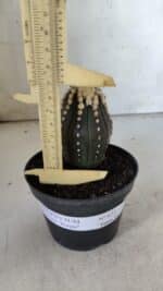 ASTROPHYTUM ASTERIAS “Purple”   Nº 654 – vaso 11