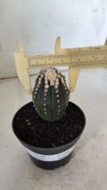 ASTROPHYTUM ASTERIAS “Purple”   Nº 654 – vaso 11 - Imagem 4