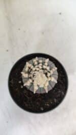 ASTROPHYTUM ASTERIAS “Purple”   Nº 654 – vaso 11 - Imagem 5