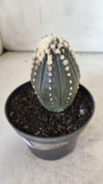 ASTROPHYTUM ASTERIAS “Purple”   Nº 654 – vaso 11 - Imagem 9