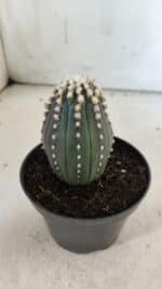 ASTROPHYTUM ASTERIAS “Purple”   Nº 654 – vaso 11 - Imagem 8