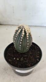 ASTROPHYTUM ASTERIAS “Purple”   Nº 654 – vaso 11 - Imagem 7