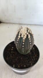 ASTROPHYTUM ASTERIAS “Purple”   Nº 654 – vaso 11 - Imagem 6