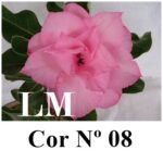 ENXERTO 11853 – 20cm (cor LM 08)