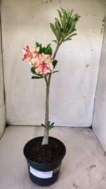 Planta Dobrada 2955 – 30cm – 02 anos - Imagem 2