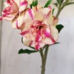 Planta Dobrada 2955 – 30cm – 02 anos