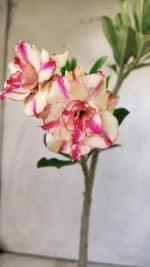 Planta Dobrada 2955 – 30cm – 02 anos