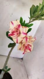 Planta Dobrada 2955 – 30cm – 02 anos - Imagem 4