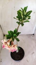 Planta Dobrada 2955 – 30cm – 02 anos - Imagem 8