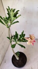 Planta Dobrada 2955 – 30cm – 02 anos - Imagem 6