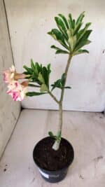 Planta Dobrada 2955 – 30cm – 02 anos - Imagem 5