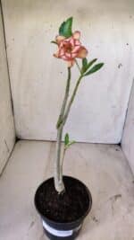 Planta Dobrada 2956 – 30cm – 02 anos - Imagem 2