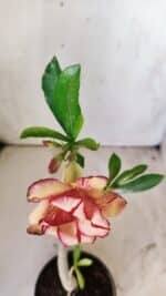 Planta Dobrada 2956 – 30cm – 02 anos - Imagem 4