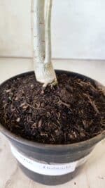 Planta Dobrada 2956 – 30cm – 02 anos - Imagem 6