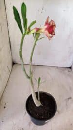 Planta Dobrada 2956 – 30cm – 02 anos - Imagem 5