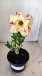 Planta Dobrada 2957 – 30cm – 02 anos - Imagem 2