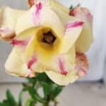 Planta Dobrada 2957 – 30cm – 02 anos