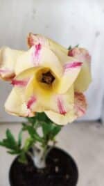 Planta Dobrada 2957 – 30cm – 02 anos