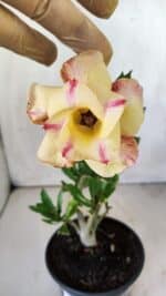 Planta Dobrada 2957 – 30cm – 02 anos - Imagem 4