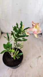 Planta Dobrada 2957 – 30cm – 02 anos - Imagem 6