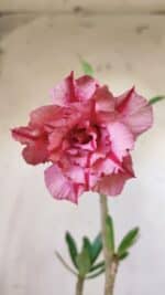 Planta Dobrada 2958 – 30cm – 02 anos - Imagem 5