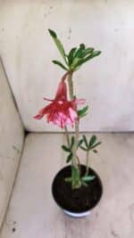 Planta Dobrada 2958 – 30cm – 02 anos - Imagem 4