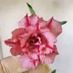 Planta Dobrada 2958 – 30cm – 02 anos