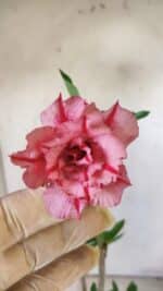 Planta Dobrada 2958 – 30cm – 02 anos