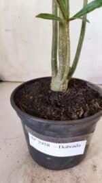 Planta Dobrada 2958 – 30cm – 02 anos - Imagem 7