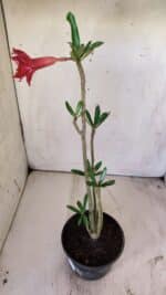 Planta Dobrada 2958 – 30cm – 02 anos - Imagem 6