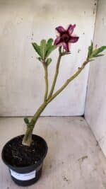 Planta Dobrada 2959 – 30cm – 02 anos - Imagem 2