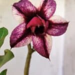 Planta Dobrada 2959 – 30cm – 02 anos