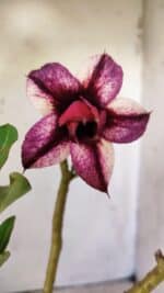 Planta Dobrada 2959 – 30cm – 02 anos