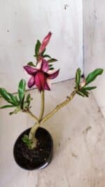 Planta Dobrada 2959 – 30cm – 02 anos - Imagem 4