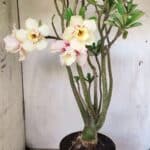 Planta Dobrada 2960 – 60cm – 05 anos