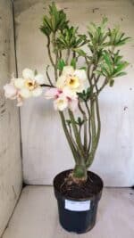 Planta Dobrada 2960 – 60cm – 05 anos