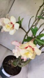 Planta Dobrada 2960 – 60cm – 05 anos - Imagem 5