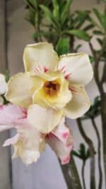 Planta Dobrada 2960 – 60cm – 05 anos - Imagem 3