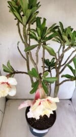 Planta Dobrada 2960 – 60cm – 05 anos - Imagem 11