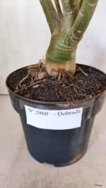 Planta Dobrada 2960 – 60cm – 05 anos - Imagem 10